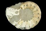 Ammonite (Pleuroceras) Fossil - Germany #125381-1